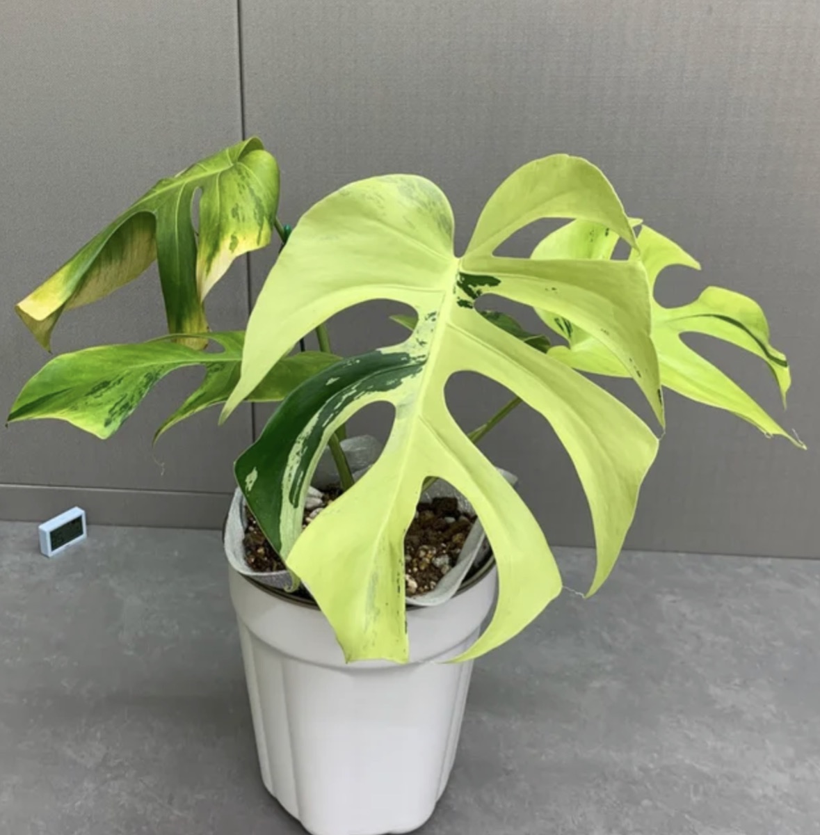 Monstera Green on Green