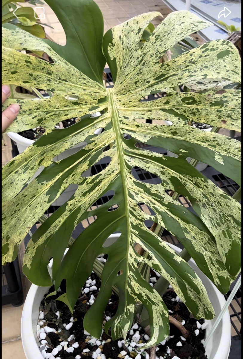 Monstera Bulbasaur plant example