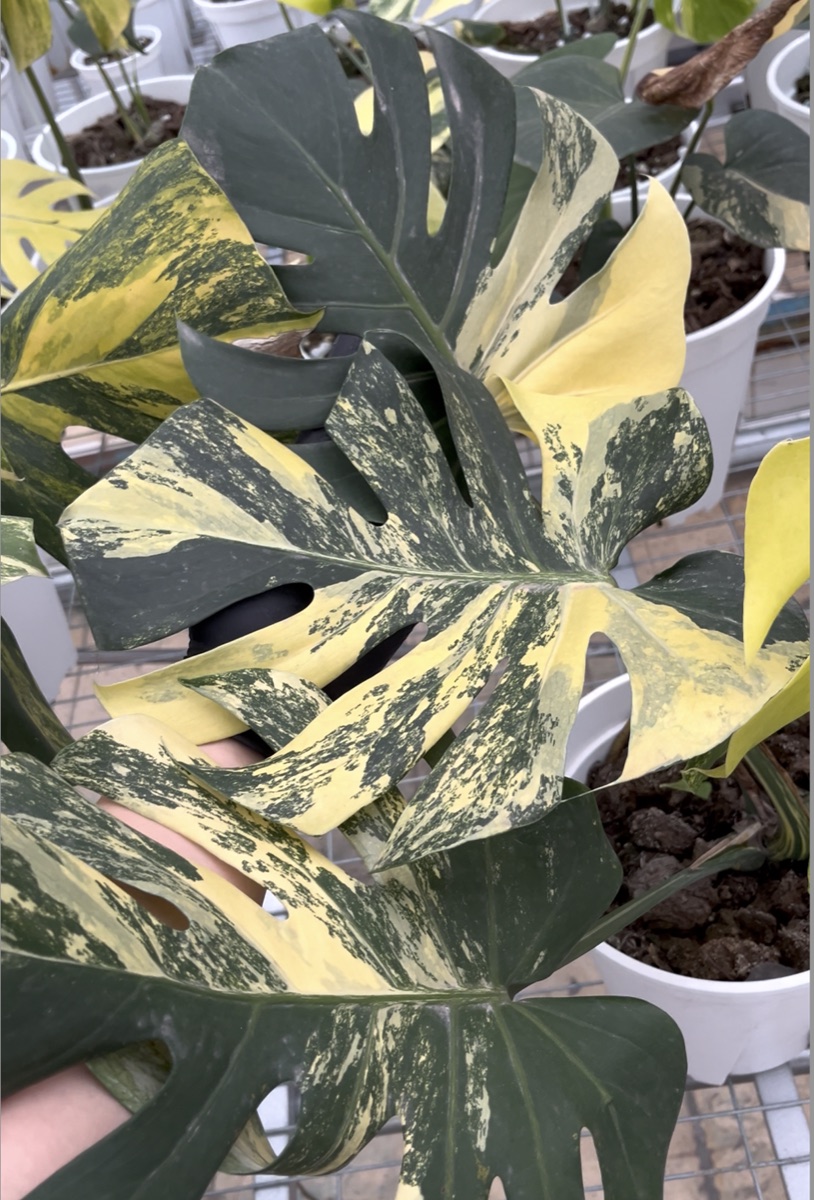 Monstera Lemon Pom Pom