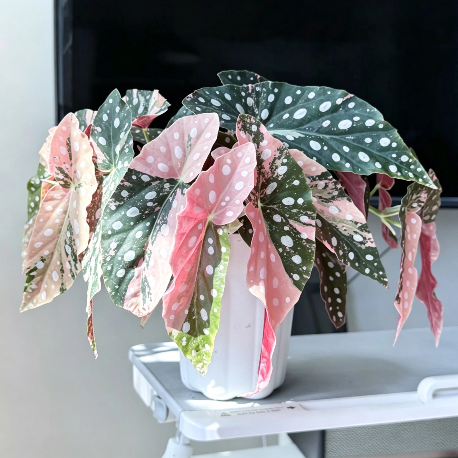 Begonia maculata Pink Variegated
