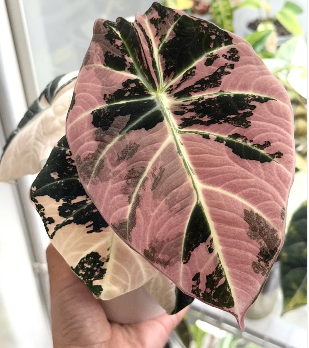 Alocasia Black Velvet Pink Variegated