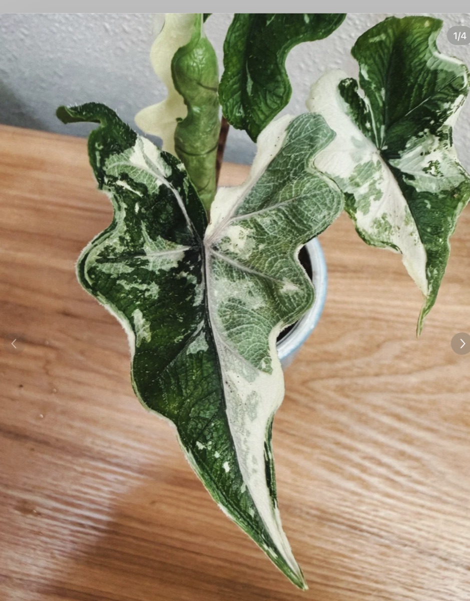 Alocasia tandurusa (Jacklyn) Aurea Variegated