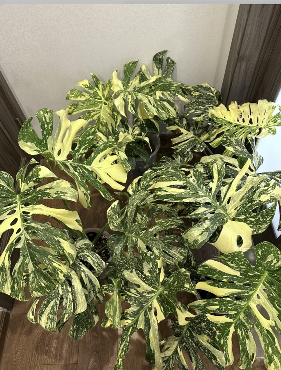 Monstera Creme Brulee plant example