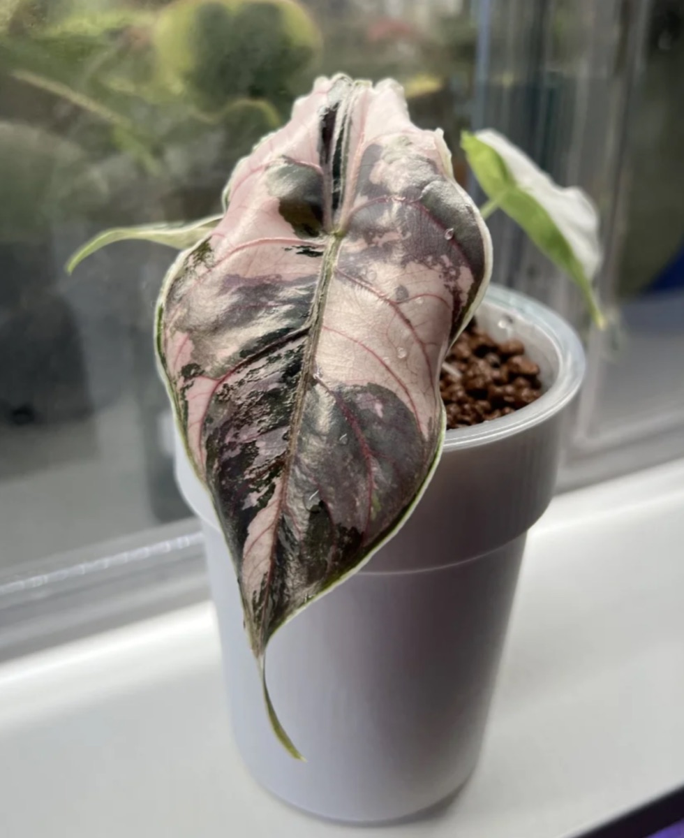 Alocasia azlanii Variegated