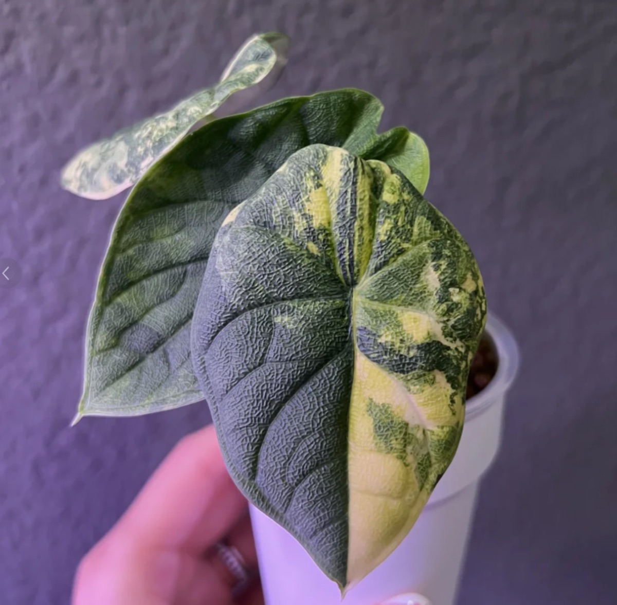 Alocasia melo Aurea Variegated