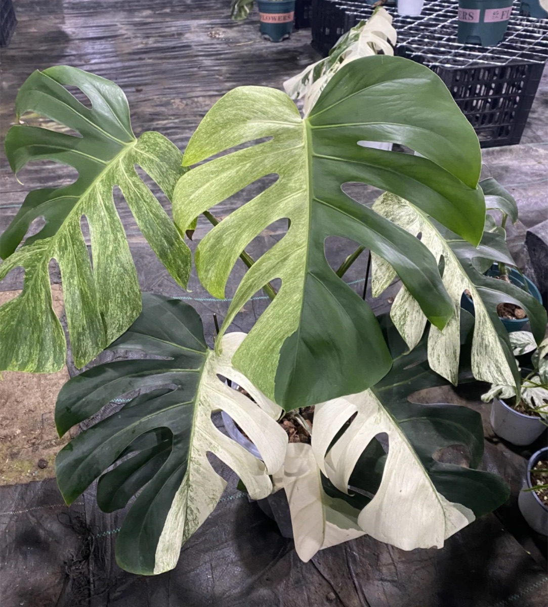 Monstera Mint plant example