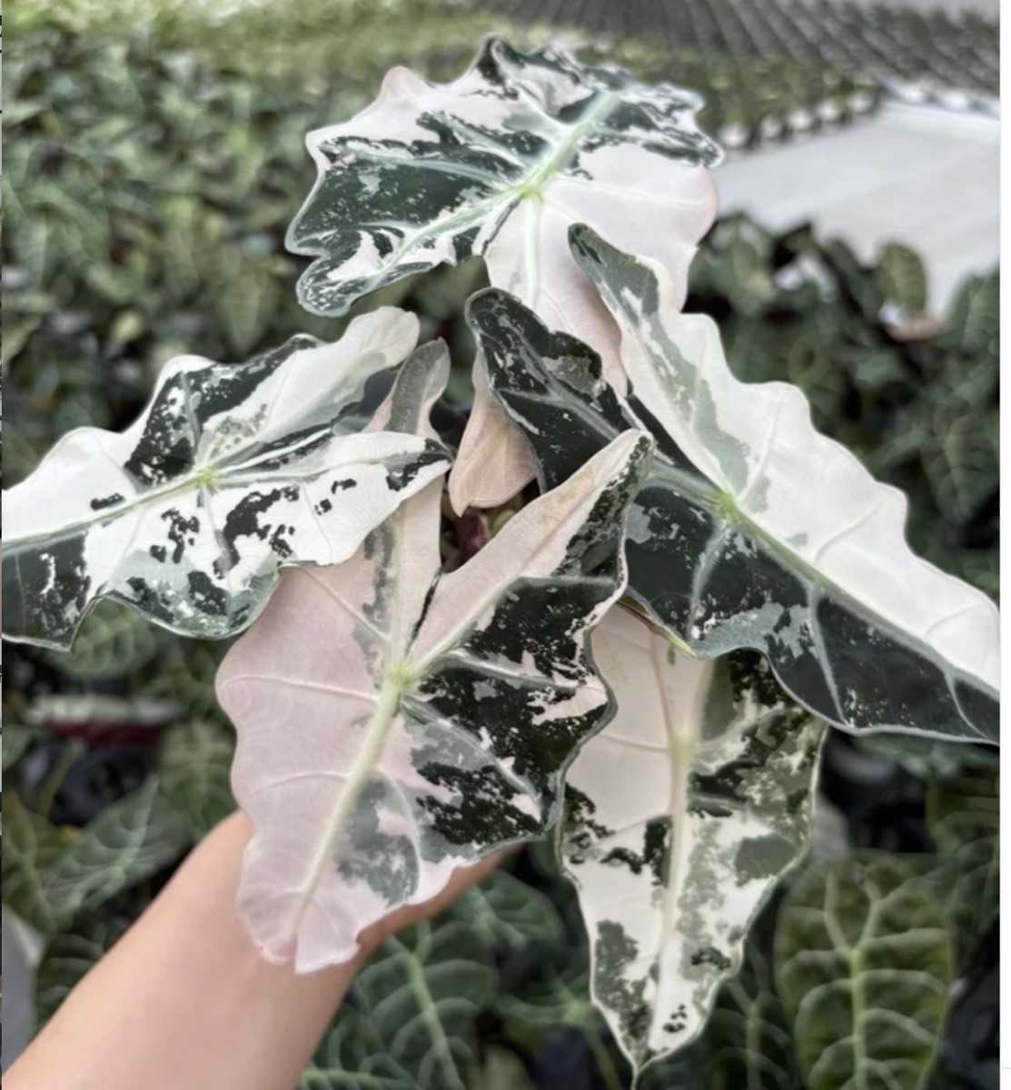 Alocasia Polly Pink Variegated