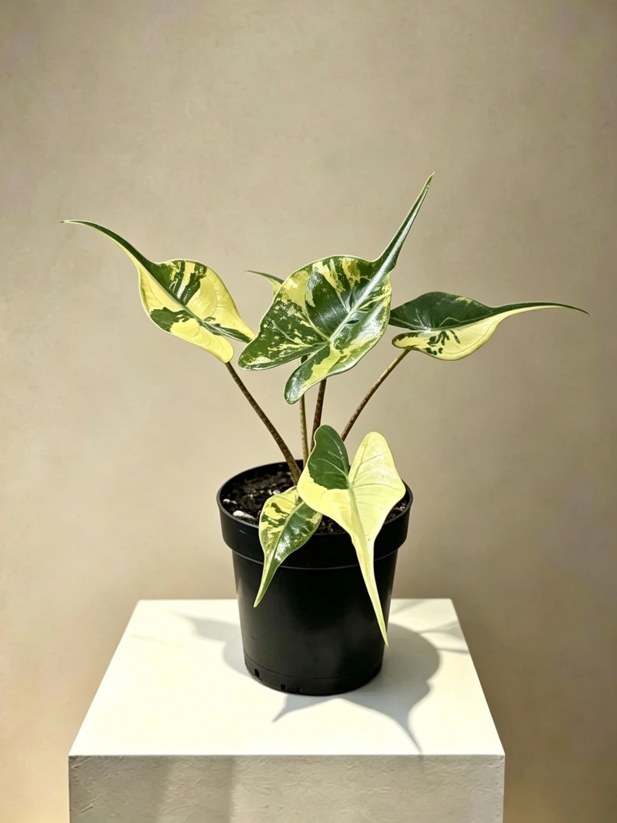Alocasia Stingray Variegated