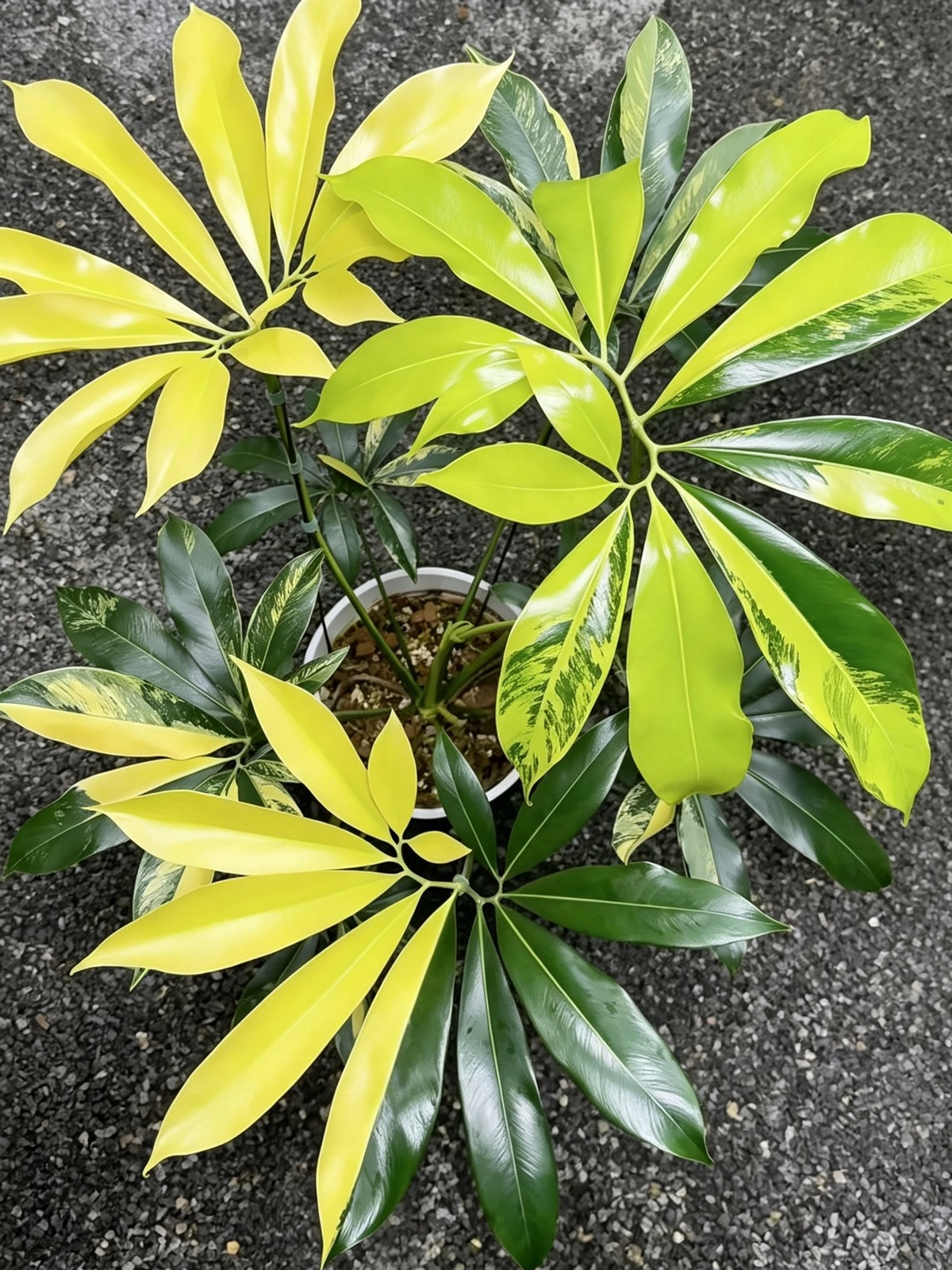 Indian Feather Aurea Variegated (ID pending)
