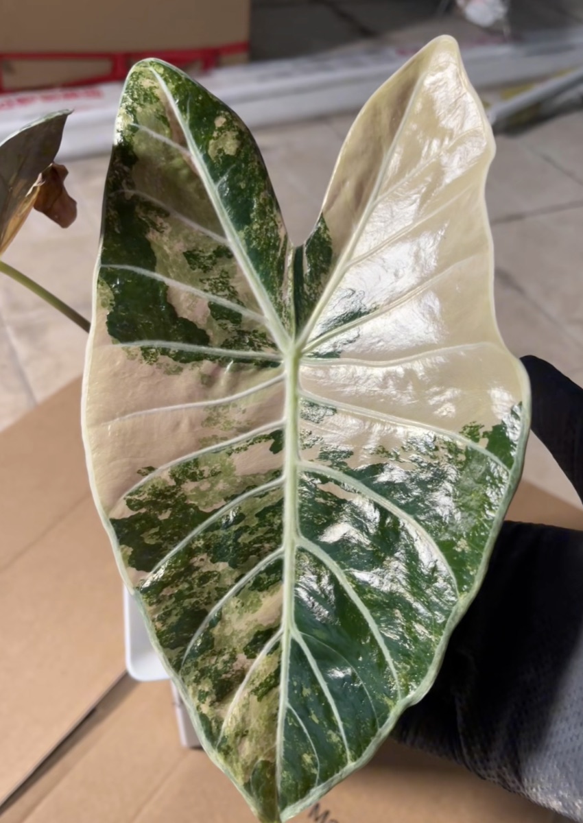 Alocasia suhirmaniana Pink Variegated