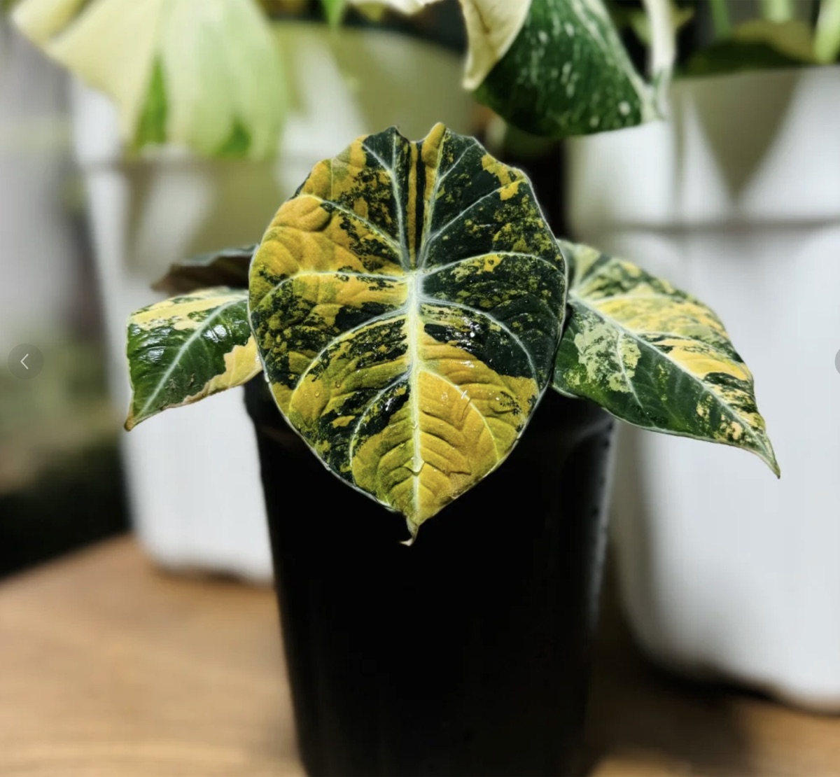 Alocasia Black Velvet Gold Variegated