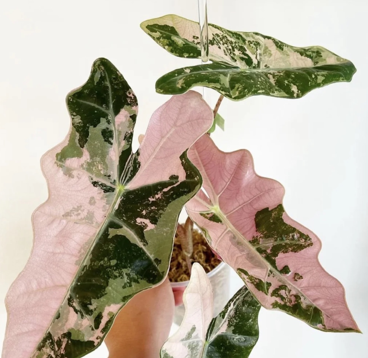 Alocasia sanderiana Pink Variegated