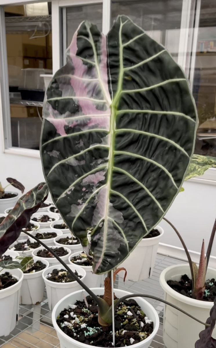 Alocasia watsoniana Variegated