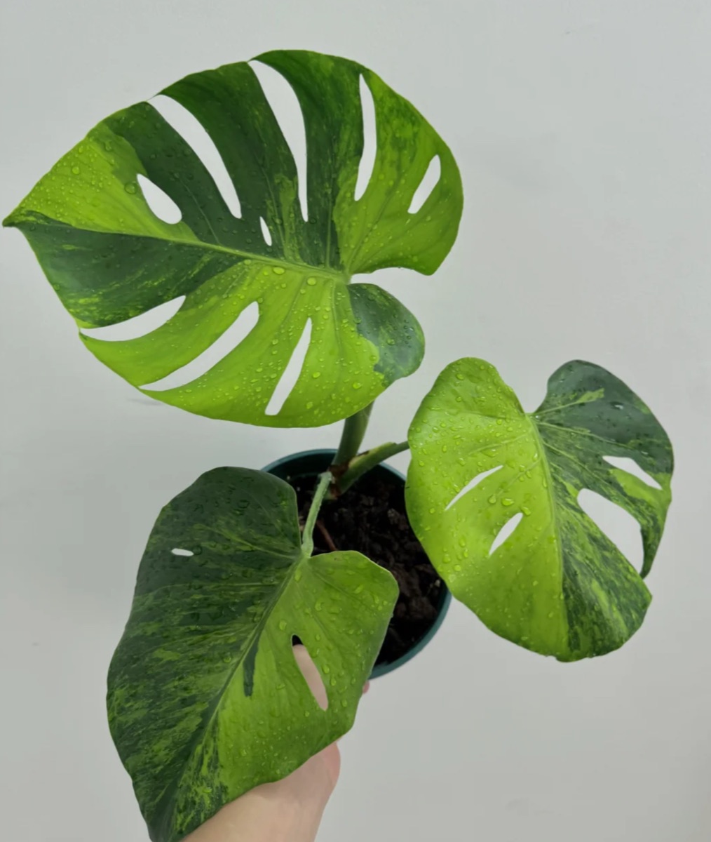 Monstera Green on Green