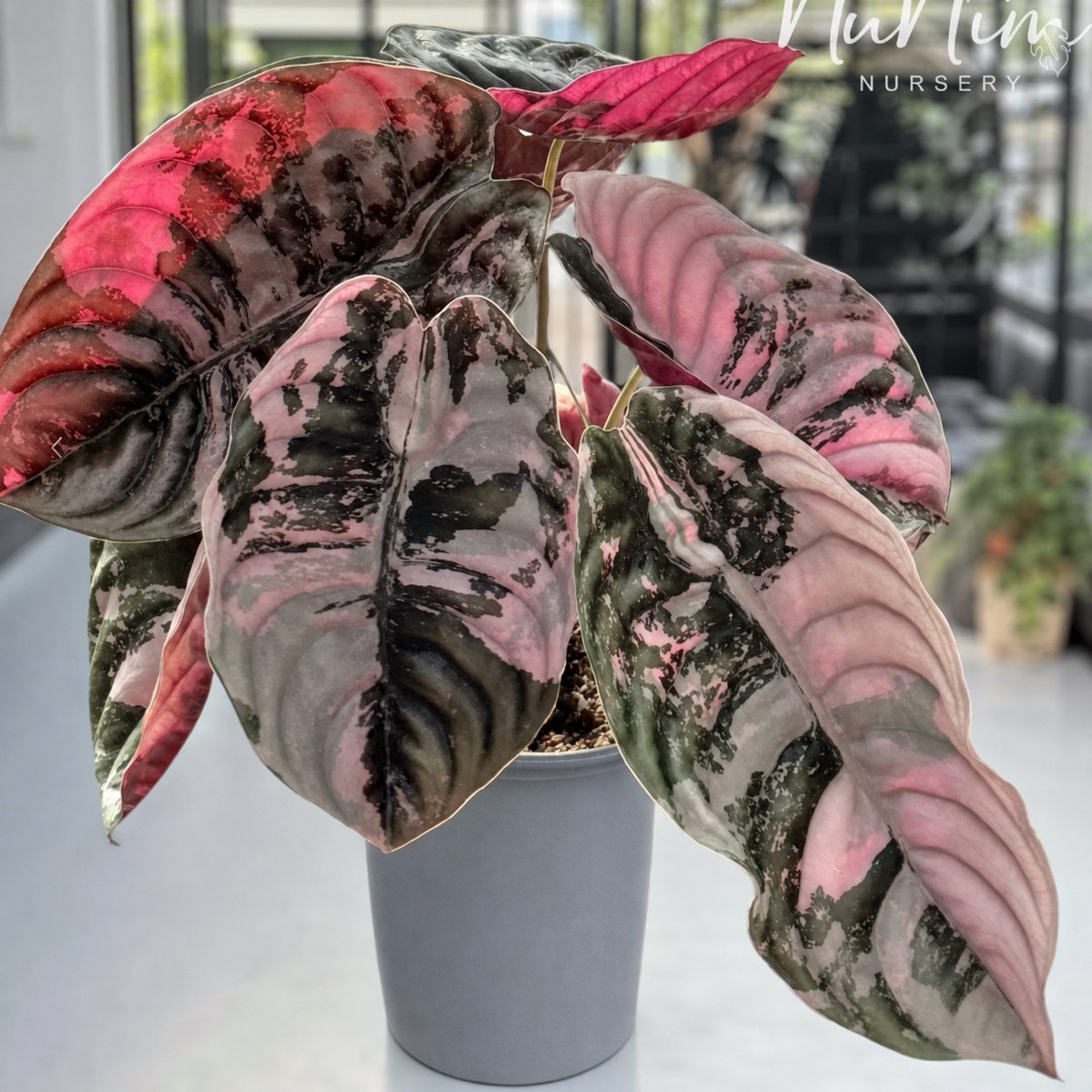 Alocasia cuprea Super Pink Variegated