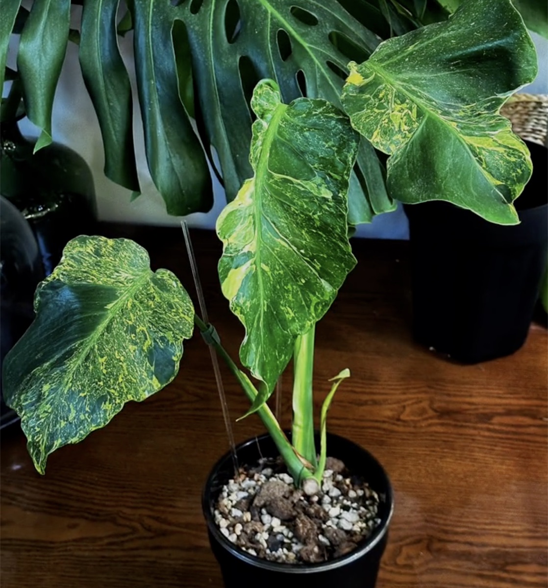 Monstera Lightning