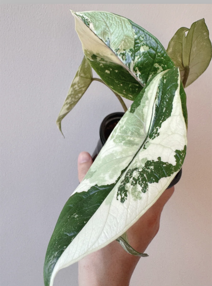 Alocasia scalprum Albo Variegated