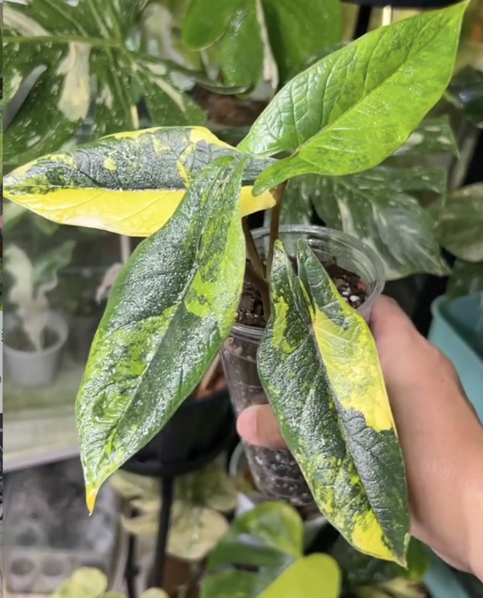 Alocasia scalprum Aurea Variegated