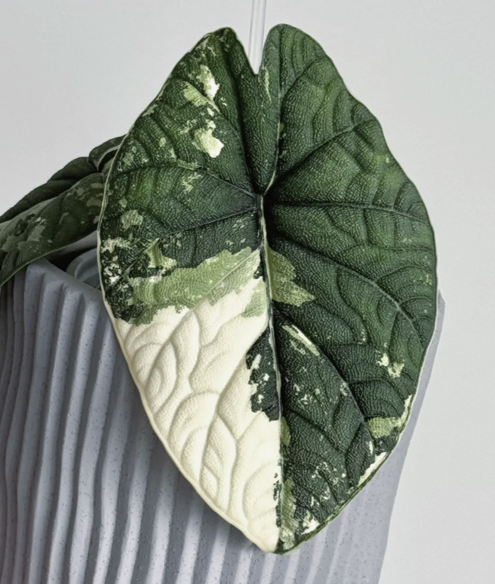Alocasia melo Albo Variegated