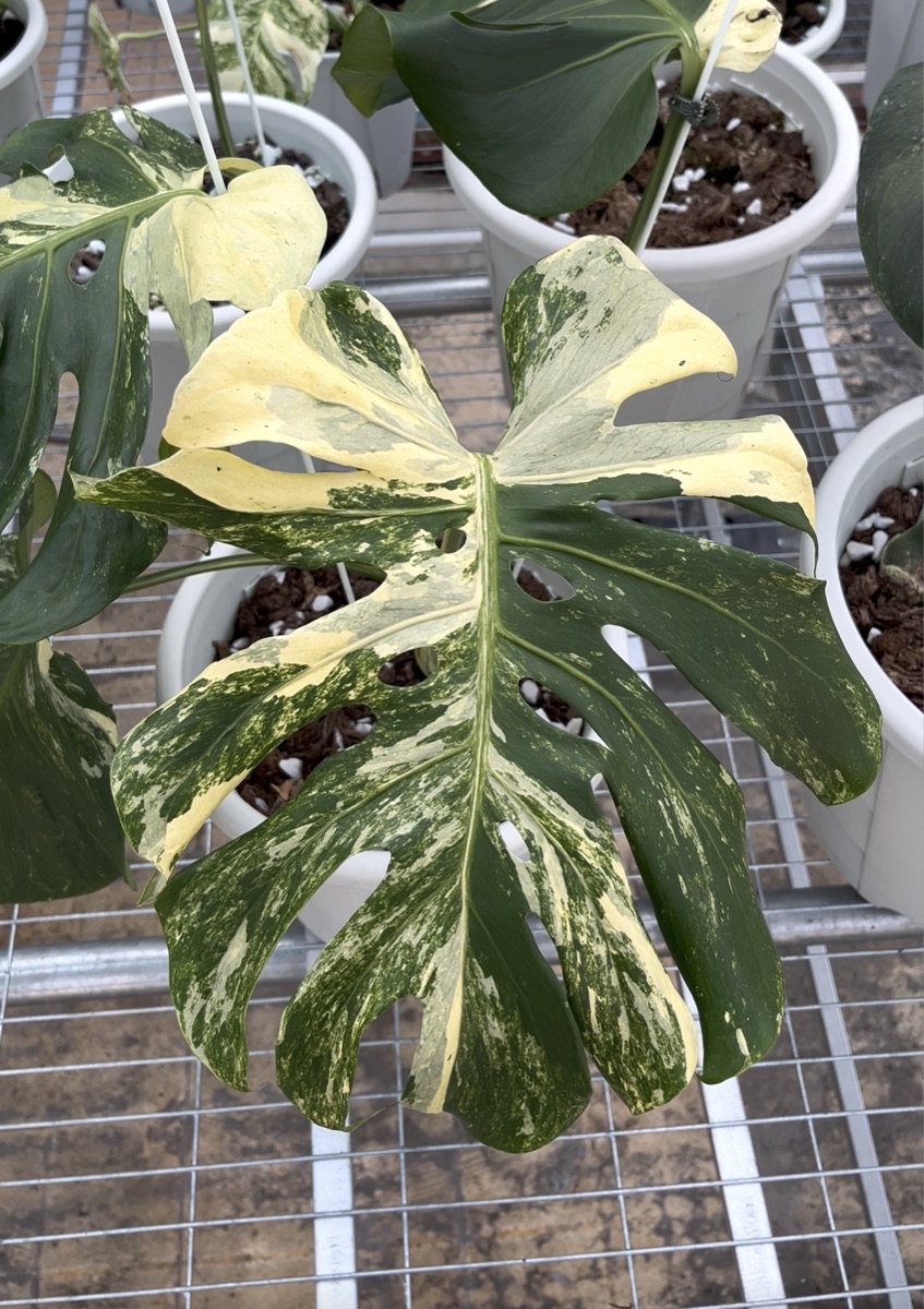 Monstera Ocean Mint