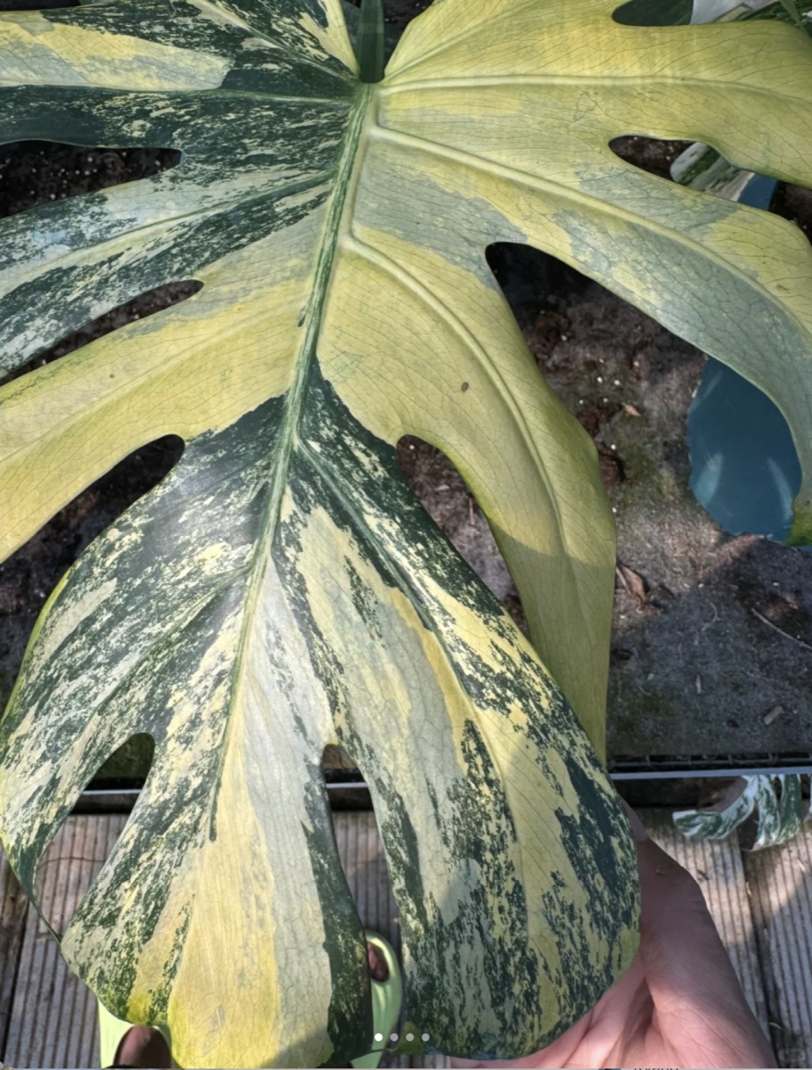 Monstera Starlight glaze plant example