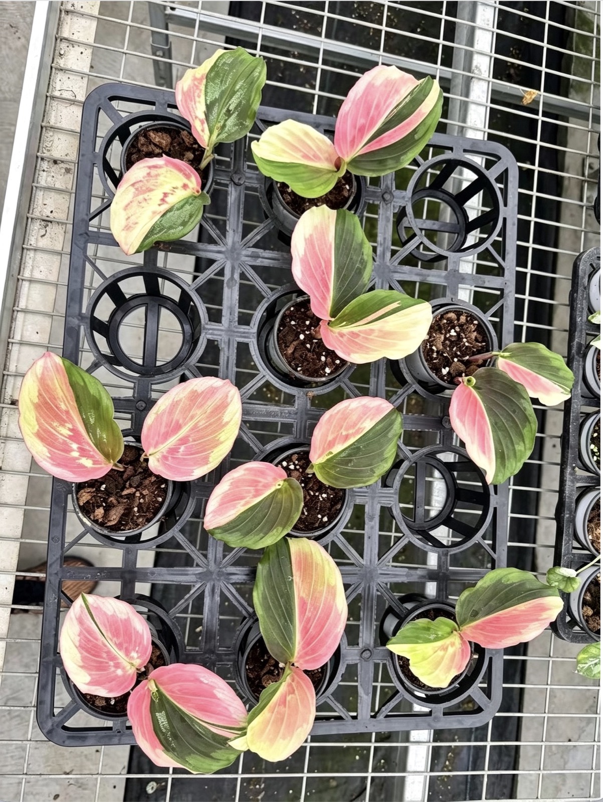 Kaempferia pulchra Pink Variegated