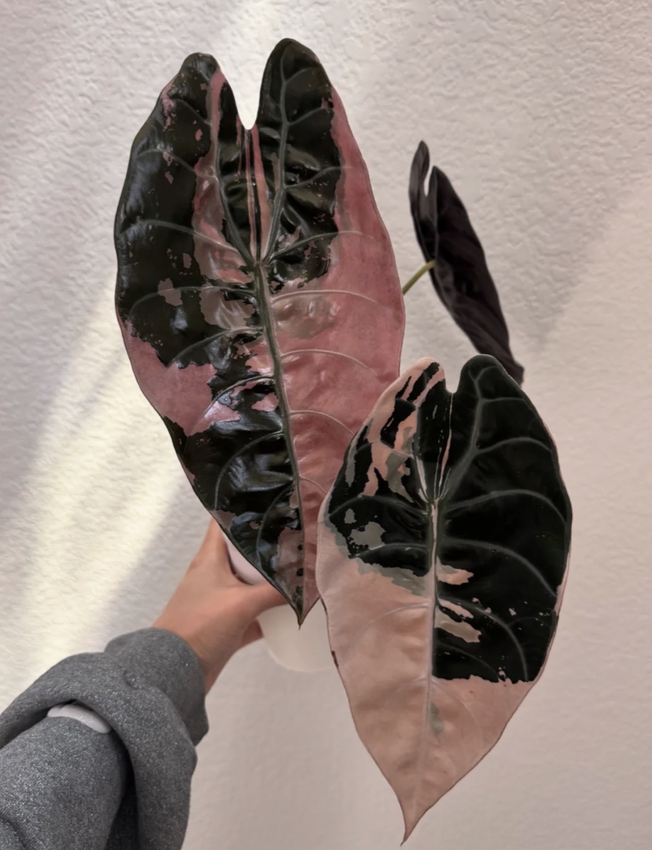 Alocasia Sedenii Pink plant example
