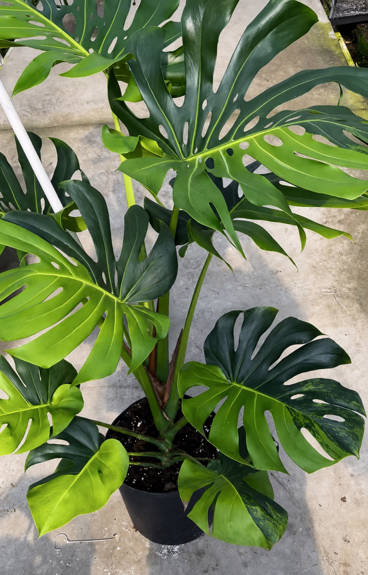 Monstera Fluorescent Green