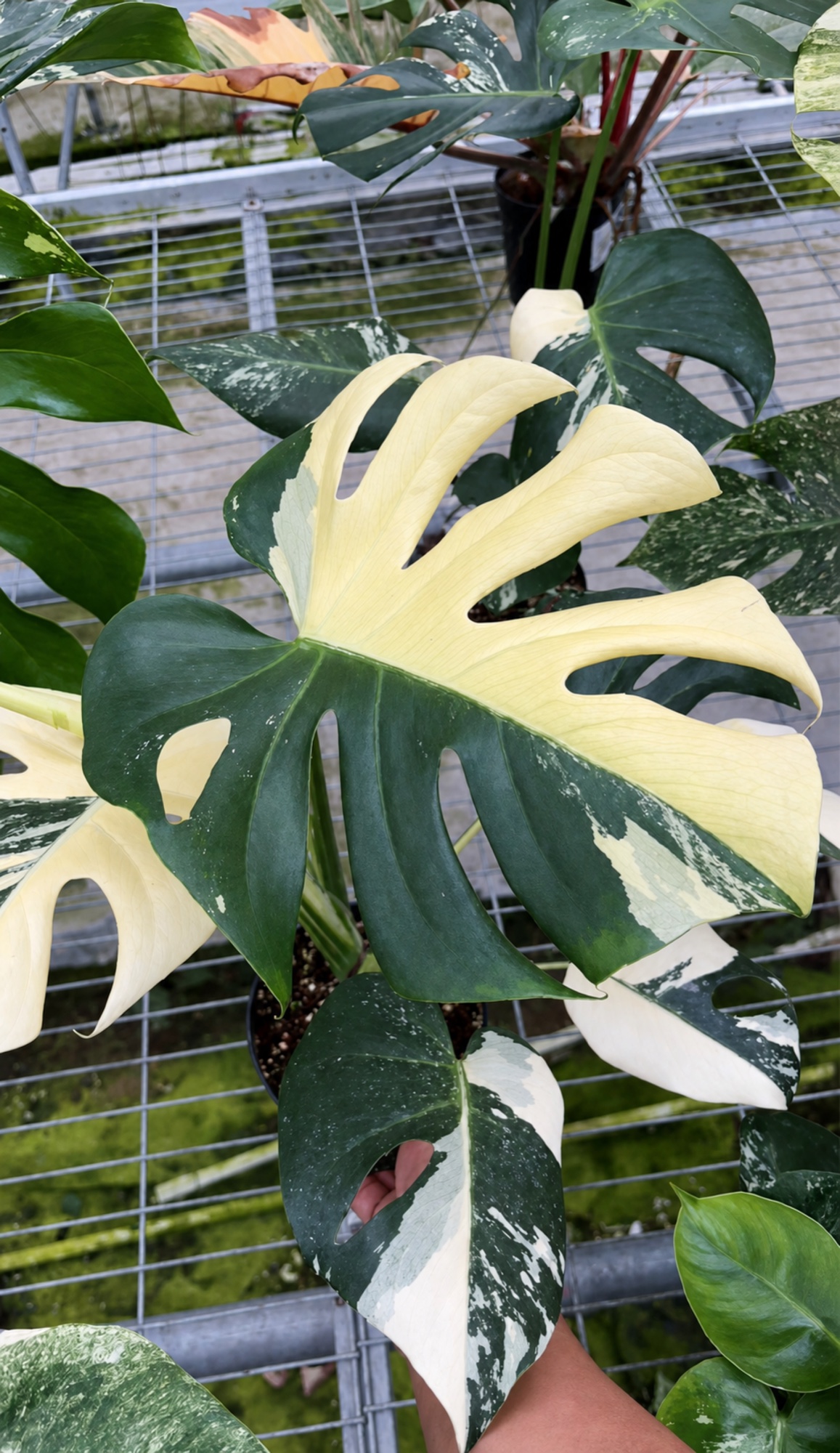 Monstera Aurora