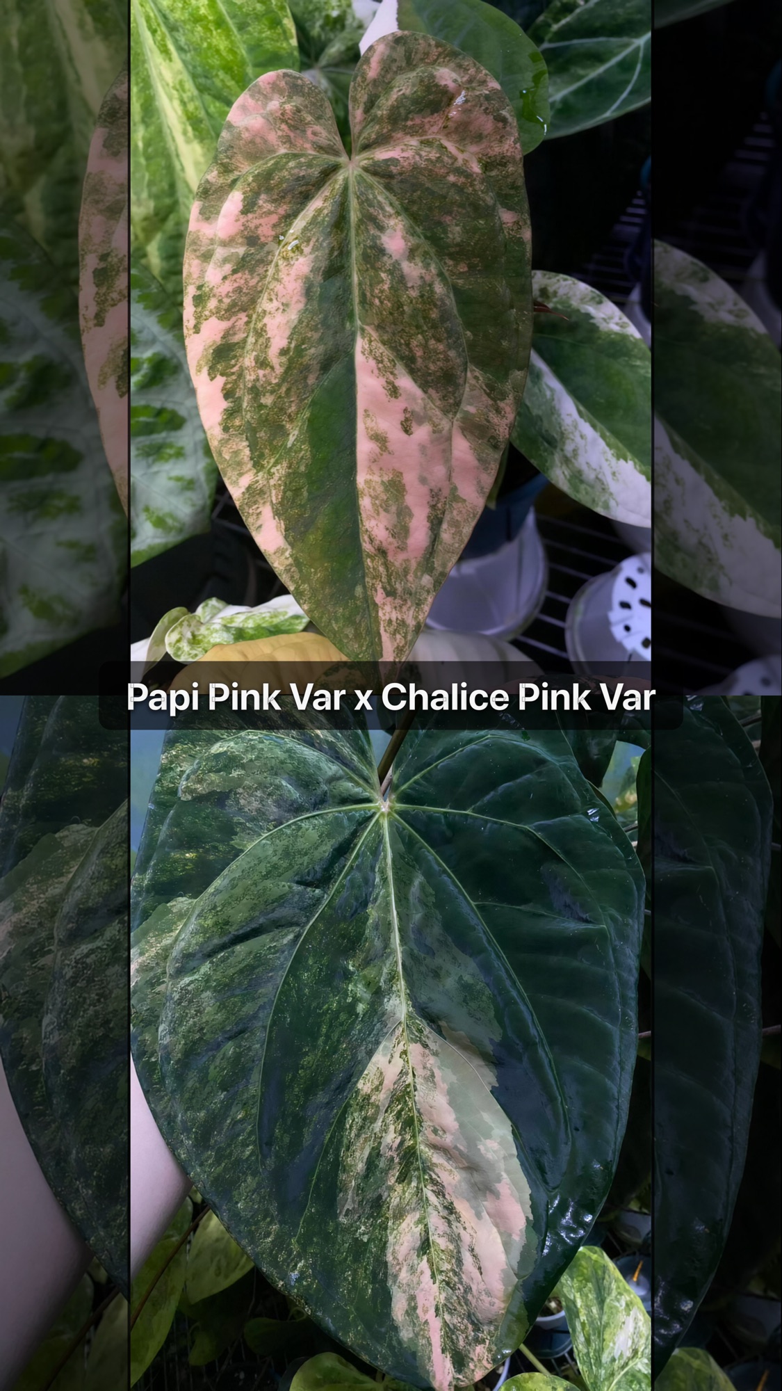 Anthurium Papi Pink Variegated × Chalice Pink Variegated