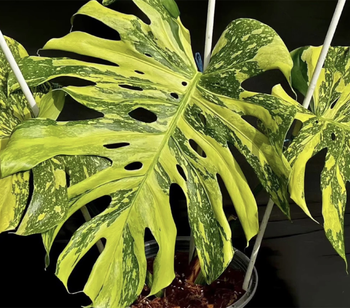 Monstera electro light plant example