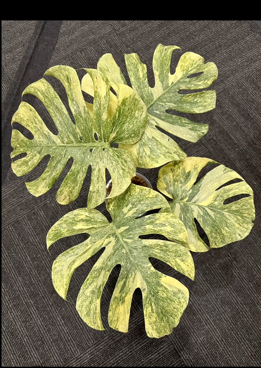 Monstera Legacy Variegated