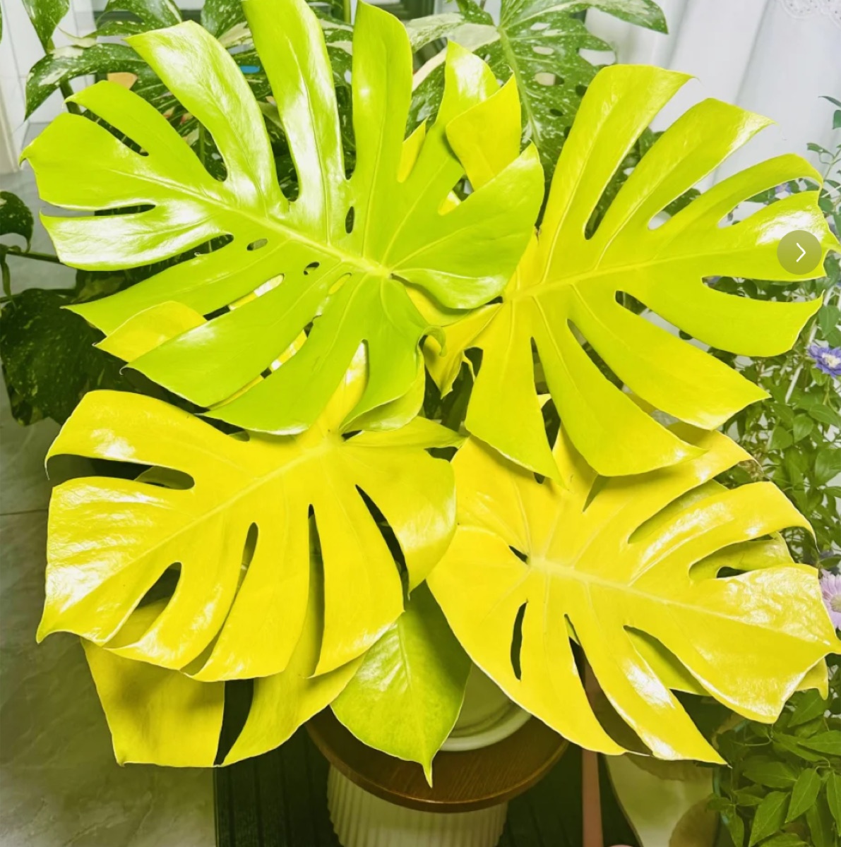 Monstera Lime LY
