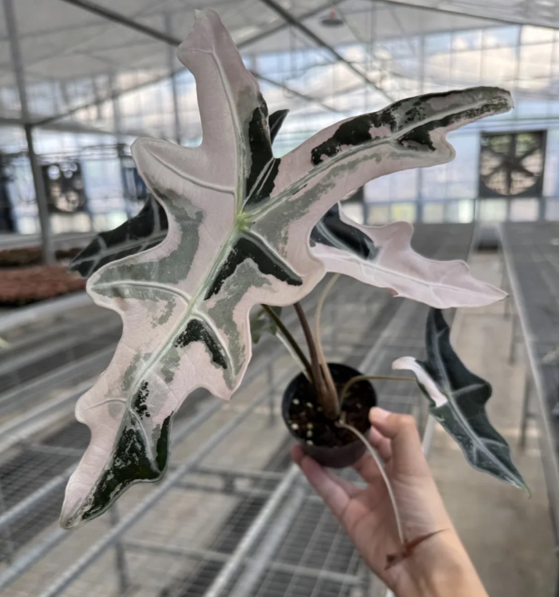 Alocasia Nobilis Pink Variegated