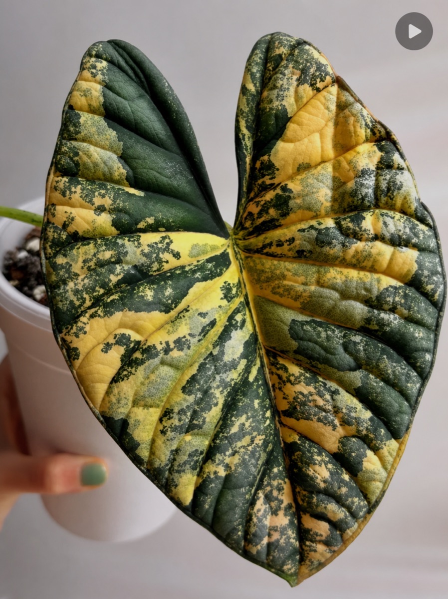 Alocasia nebula Aurea Variegated