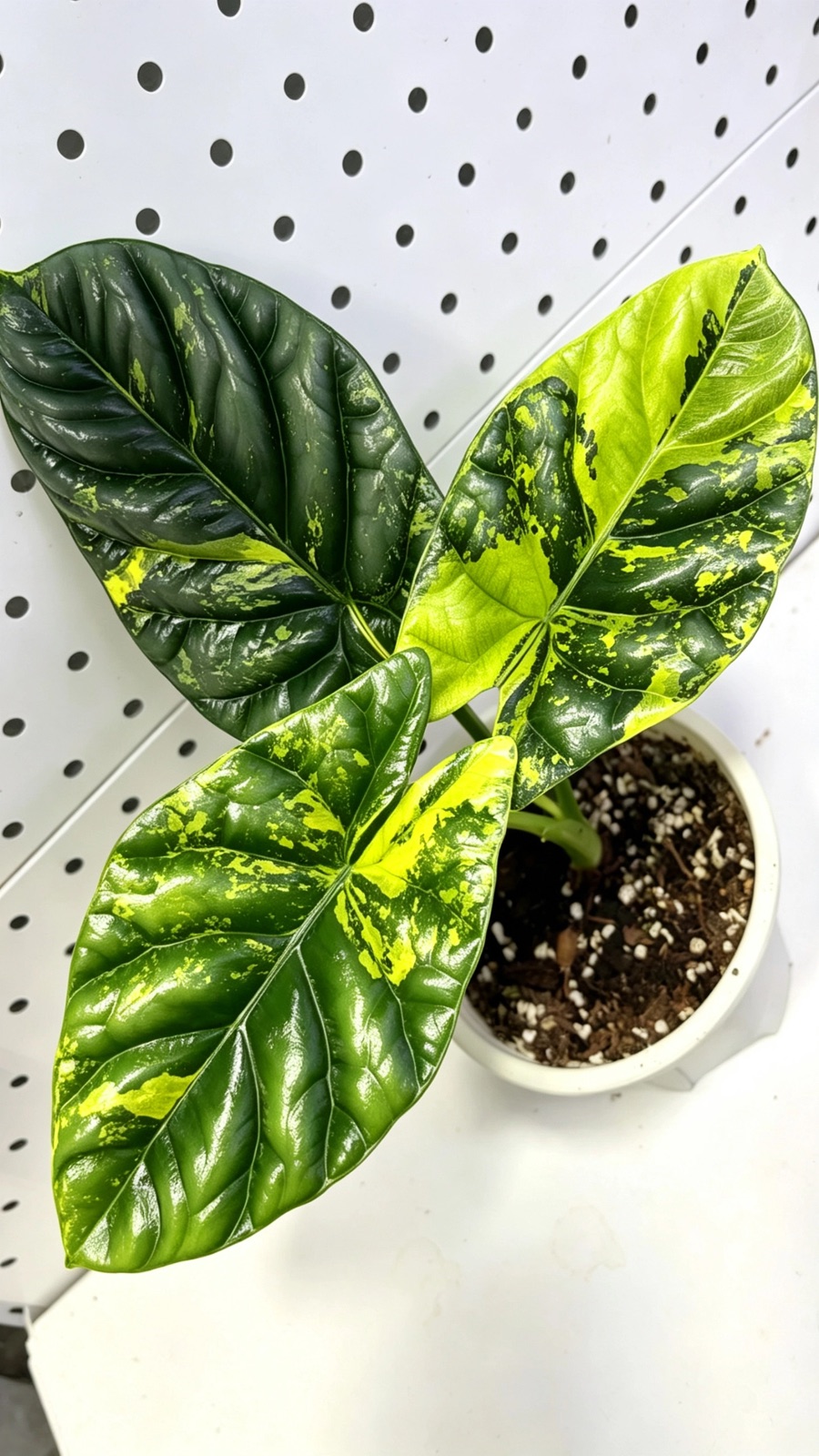 Alocasia sinuata Aurea Variegated