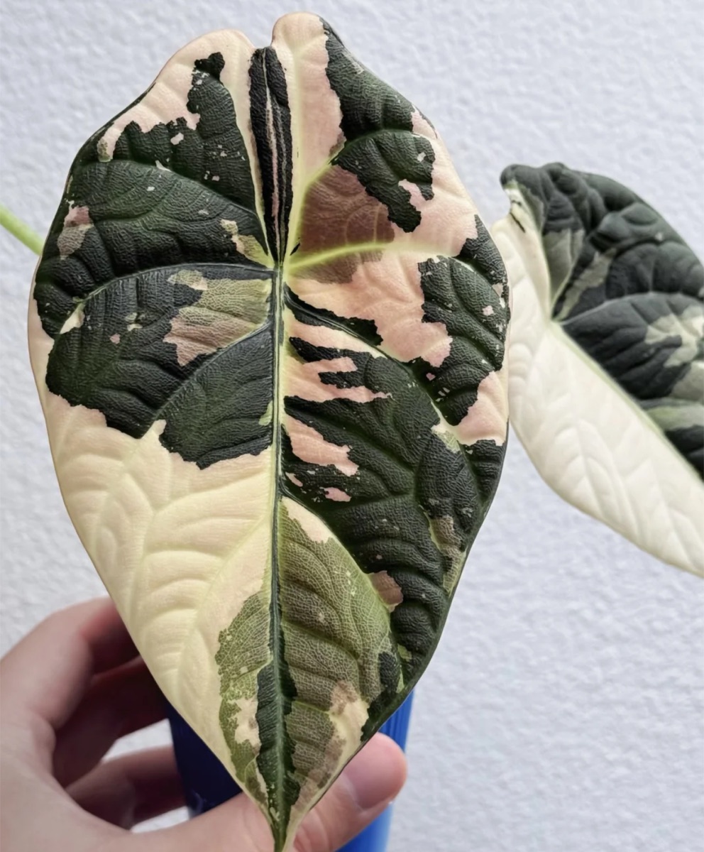 Alocasia Maharani Albo Variegated