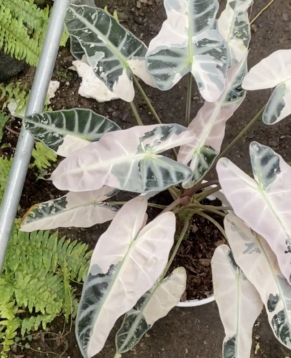 Alocasia Bambino Pink Variegated