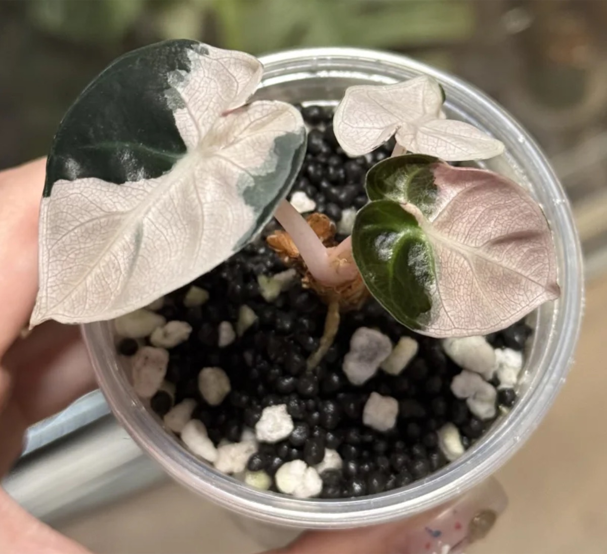 Alocasia Heart Balloon Variegated