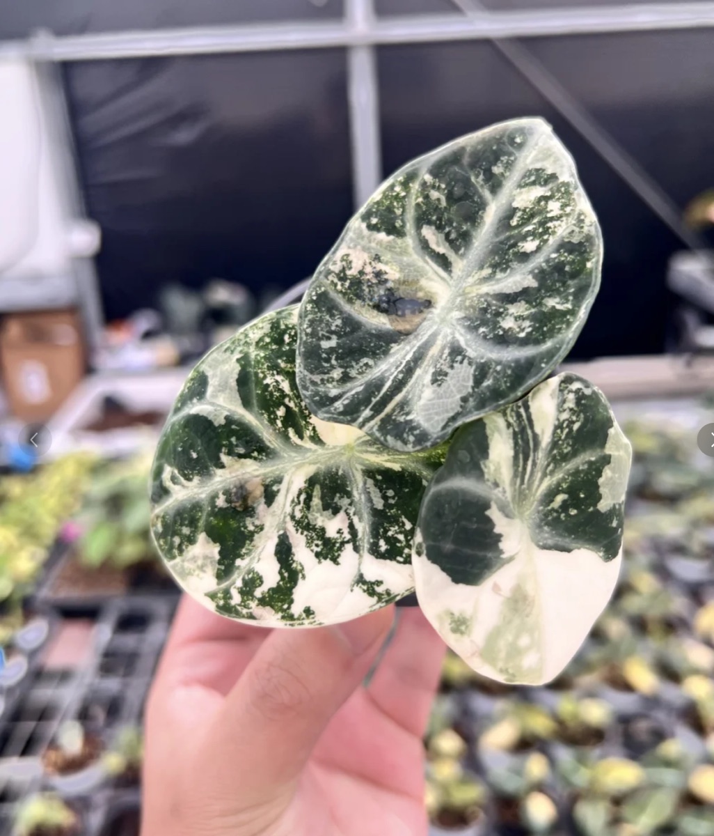Alocasia Ninja Albo Variegated