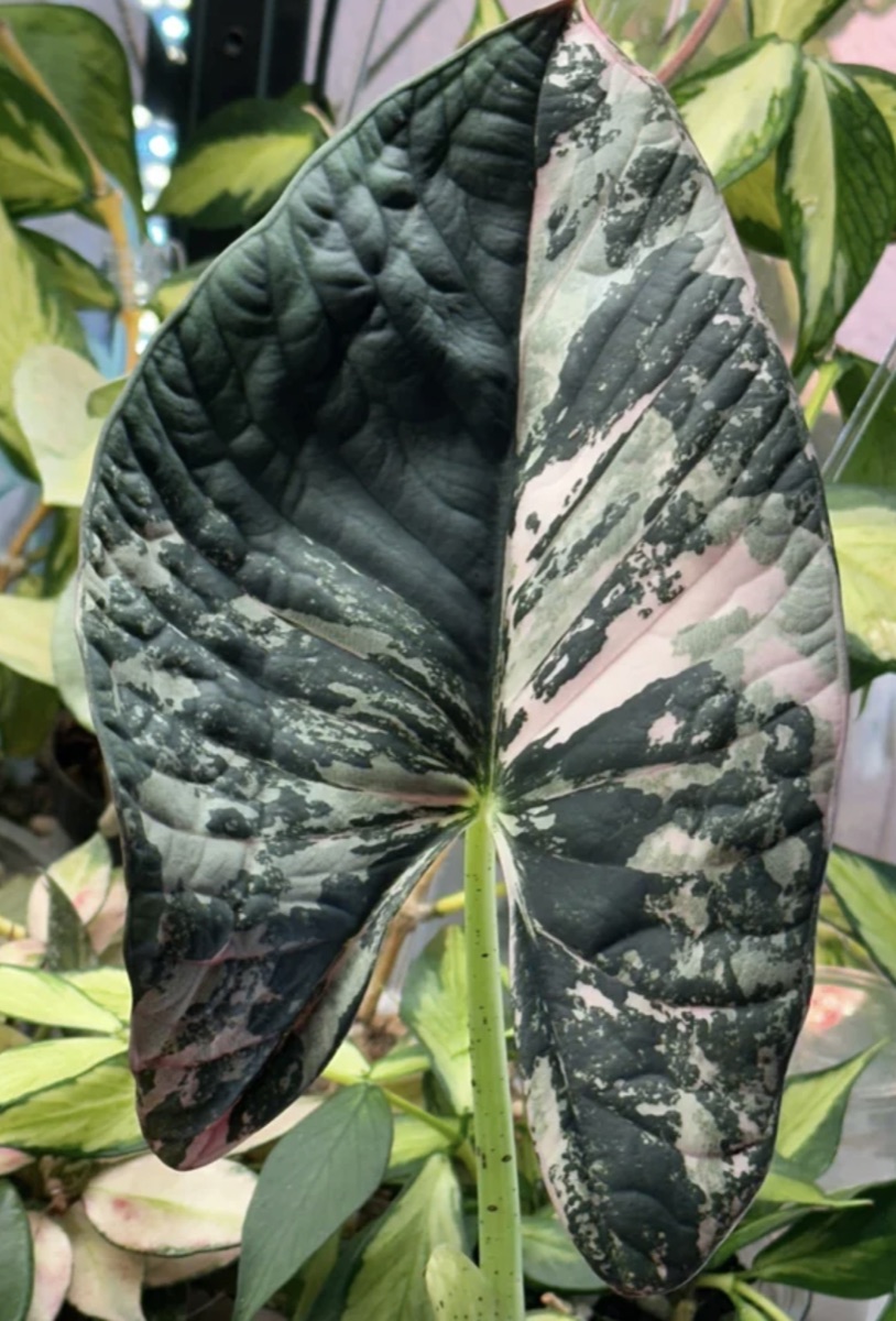 Alocasia nebula Albo Variegated