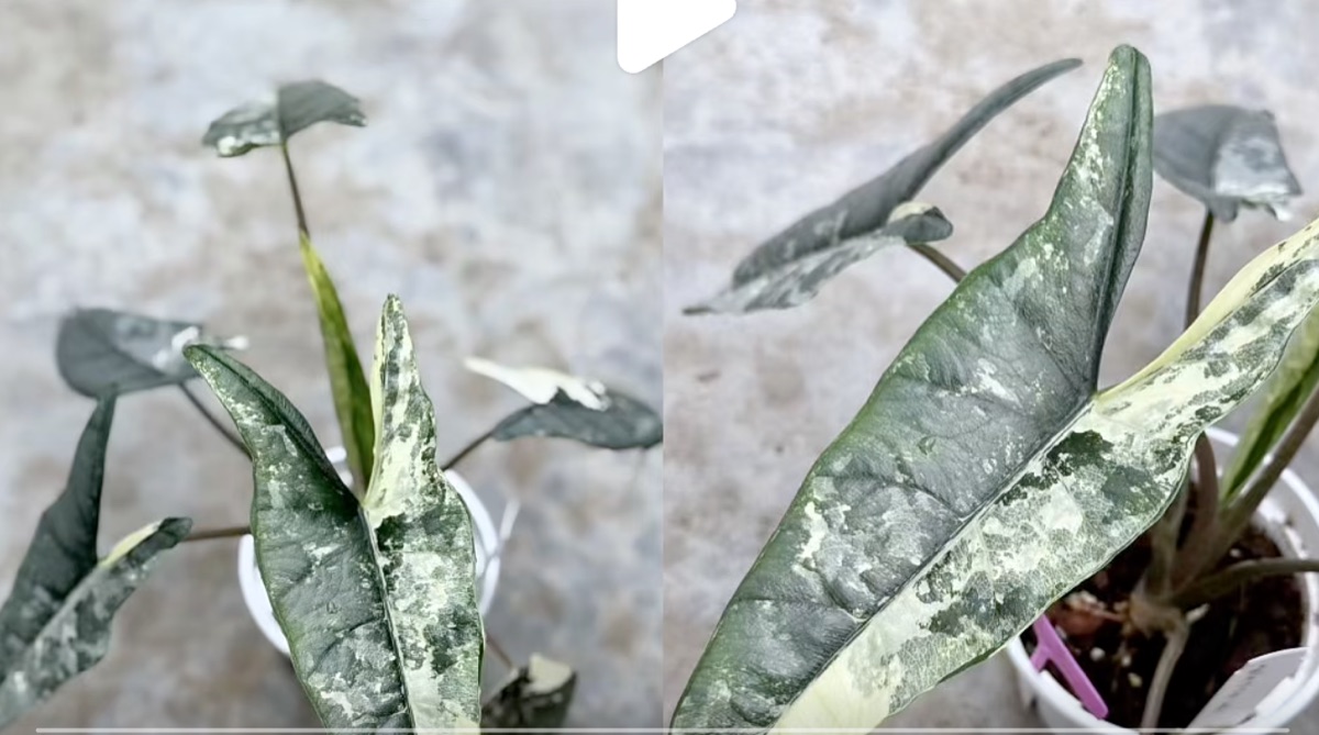 Alocasia heterophylla Metallic Blue Albo Variegated