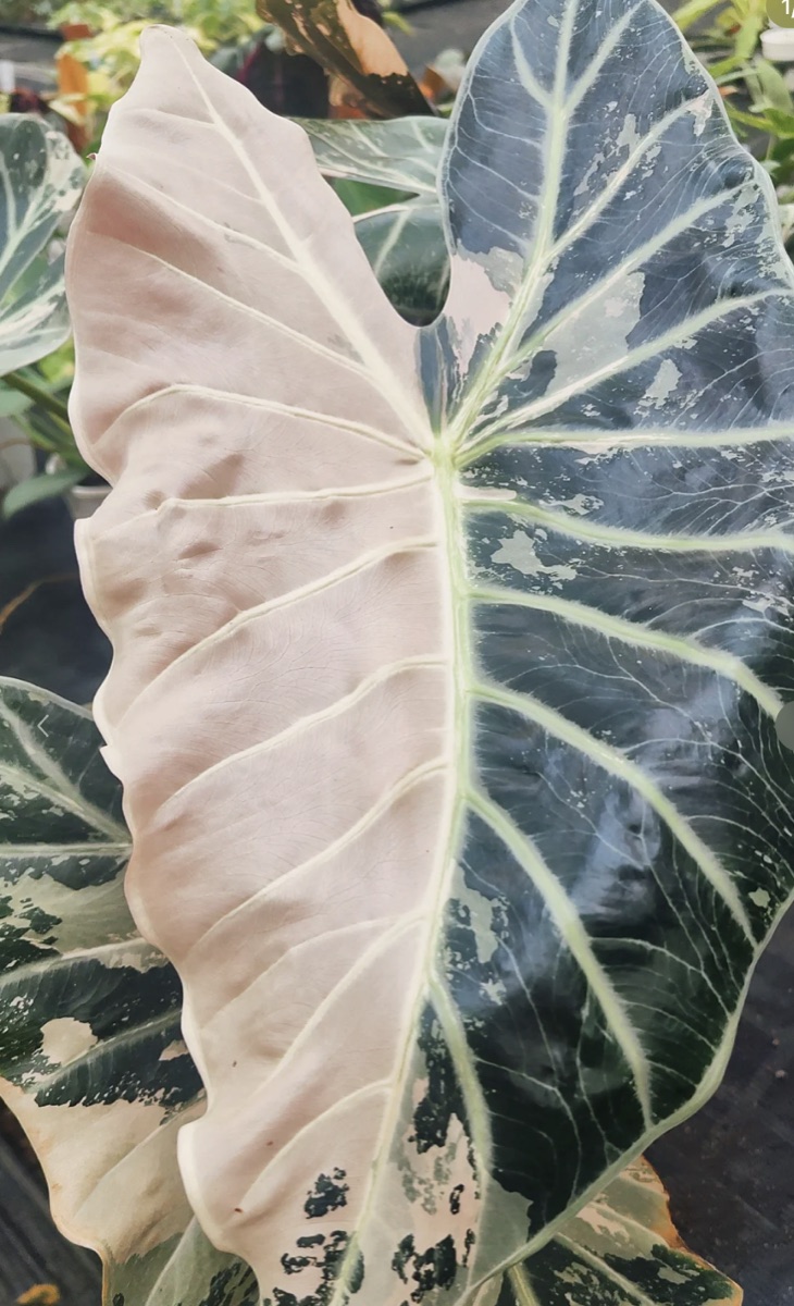 Alocasia longiloba Narrow Variegated