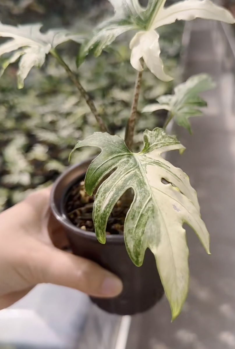 Alocasia brancifolia Albo Variegated