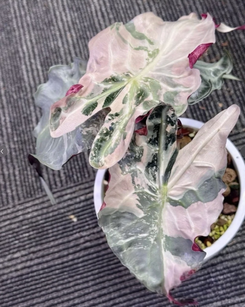 Alocasia Venom